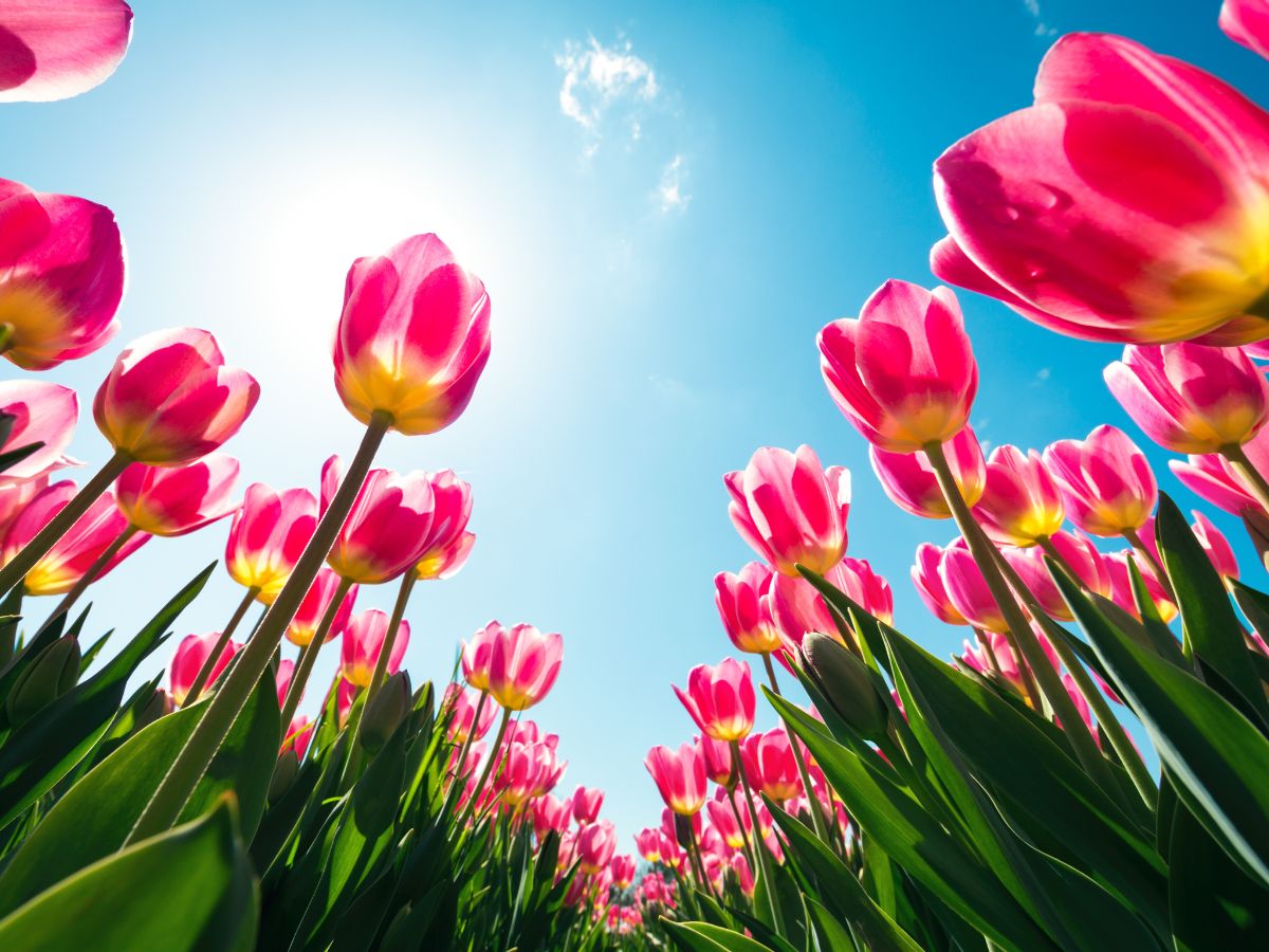 15 Fun Tulip Facts Every Flower Lover Should Know